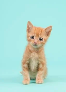Red ginger 8 weeks old baby cat on a turquoise blue background Stock Photos