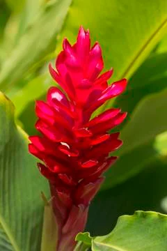 Red Ginger (Alpinia Purpurata); Paia, Maui, Hawaii, United States of America Stock Photos