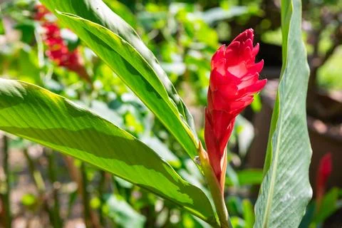 Red Ginger Bloom In Sunlight 스톡 사진