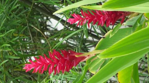 Red Ginger Blossoms Stock Photos