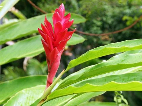 Red Ginger, Caribbean Stock Photos