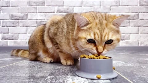 Red ginger cat eating from grey bowl. Stock Footage 194924126