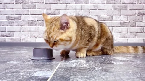 Red ginger cat eating from grey bowl. Stock Footage 196823614