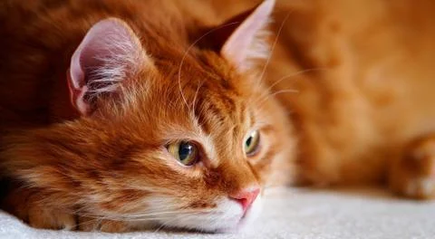 Red ginger cat looking around Stock Photos