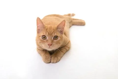 Red ginger cat lying on the floor seen from a high angle view looking up on a Stock Photos