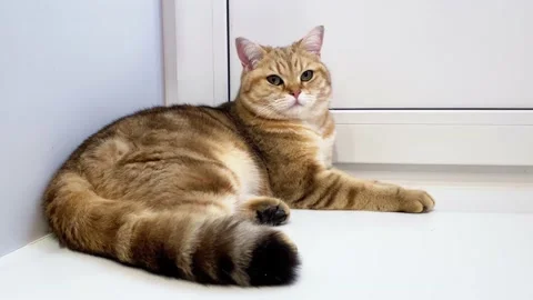 Red ginger cat lying near white balcony door Stock Footage 172425126