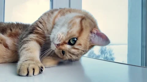 Red ginger cat lying on windowsill Stock Footage 168792287