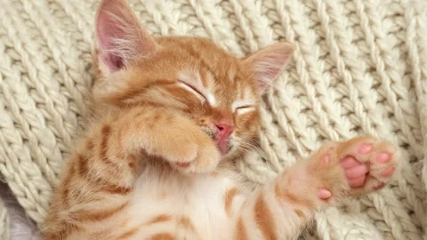 Red ginger cat sleeping on cream colored knit scarf. Cute cat resting at home Video stock 265840512