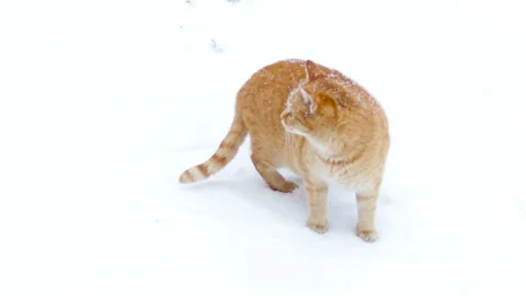 Red ginger cat is walking trough the snow. outside is winter and it's snowing Stock Footage 167913901