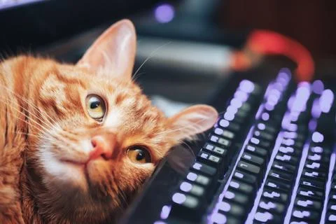 Red Ginger Cute Cat on Computer Keyboard Closeup Stock Photos