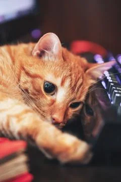 Red Ginger Cute Cat on Computer Keyboard Closeup Stock Photos
