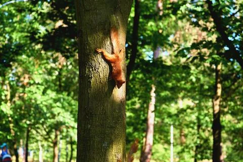 Red ginger cute squirrel running on tree trunk Stock Photos