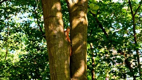 Red ginger cute squirrel sitting on tree trunk Stock Photos