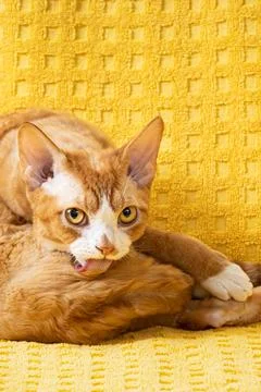 Red Ginger Devon Rex Cat. Short-haired Cat Of English Breed On Yellow Plaid Stock-Fotos