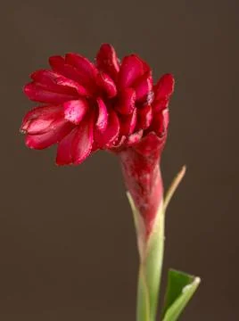 Red Ginger flower and leaf with black background Copyright: xVirenxDesai/D... Stock Photos