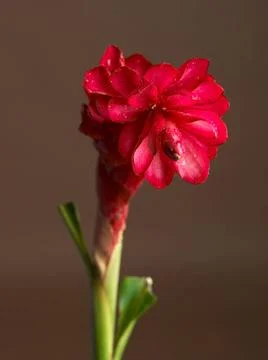 Red Ginger flower and leaf with black background Copyright: xVirenxDesai/D... Stock Photos