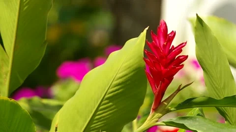 Red Ginger flower and the leafs Stock Footage 48350780