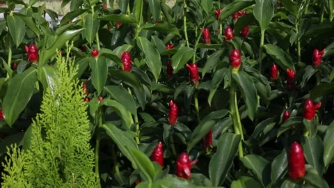 Red-ginger-flower-field-2 스톡 동영상 138451740