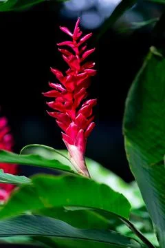 Red ginger flower in focus Stock Photos