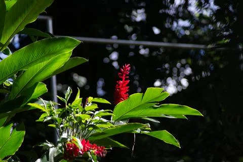 Red ginger flower in focus Stock Photos