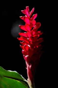 Red ginger flower in focus Stock Photos