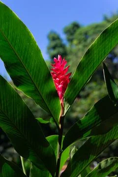 Red ginger flower in focus Stock Photos
