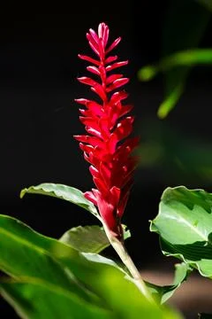Red ginger flower in focus Stock Photos