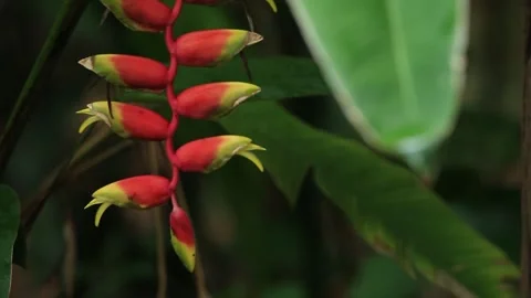 Red Ginger Flower in Lush Tropical Green Garden with Soft Natural Bokeh Stock Footage 342456157