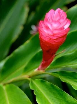 Red ginger flower Foto stock