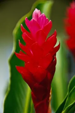 Red ginger flower Stock Photos