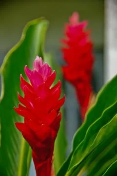 Red ginger flower Stock Photos