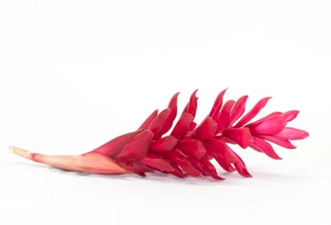 Red ginger flower Foto stock