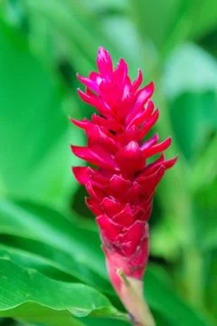 Red ginger flower Stock Photos