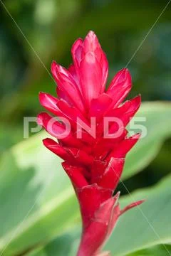 Red Ginger flower Stock Photos