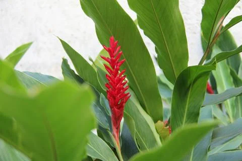 Red ginger flower Foto stock