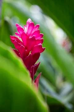 Red ginger flower Stock Photos