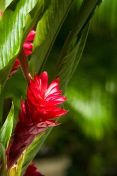 Red ginger flower Stock Photos