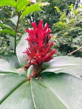 RED GINGER FLOWER Stock Photos