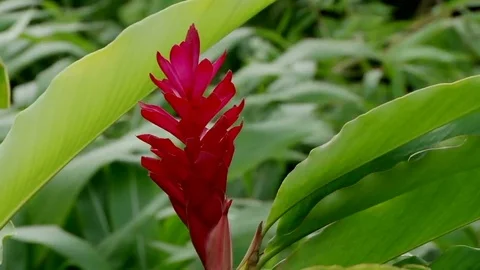 Red ginger flower in rainforest in Grenada Stock Footage 75678872
