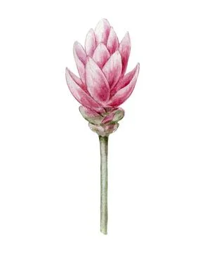 Red ginger flower on stem hand drawn watercolor illustration botanical art Stock-Illustration