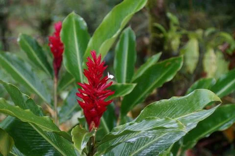 Red ginger flower with a tiny spider net. Stock Photos