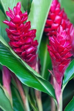 Red ginger flowers Foto stock