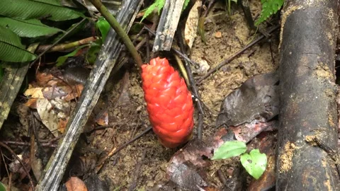 Red ginger inflorescence, Malaysia Stock Footage 314842007