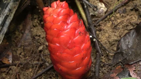 Red ginger inflorescence, Malaysia Stock Footage 314842014