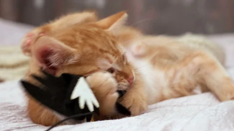Red ginger kitten playing with toy, chews it lying on bed close up Stock-Footage 265630379