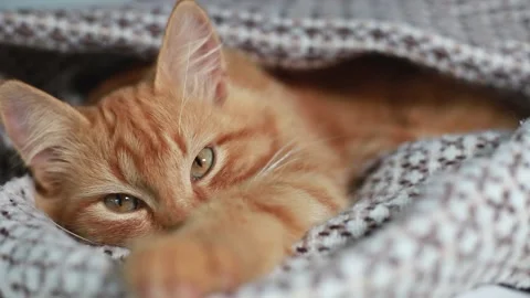 A red ginger lazy cat is lying under a warm woolen cozy blanket and looking out. Video stock 214922479
