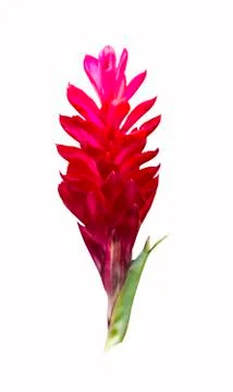 Red ginger with leaf Stock Photos