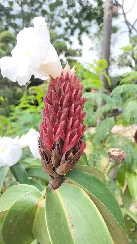 Red Ginger Lily Bud with Blooming White Flower Close-Up Stock Footage 308490890