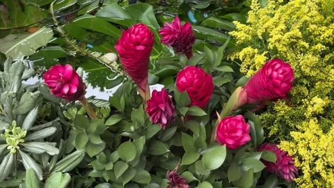 Red ginger lily flowers floating on water in a tropical garden Stock Footage 342372478