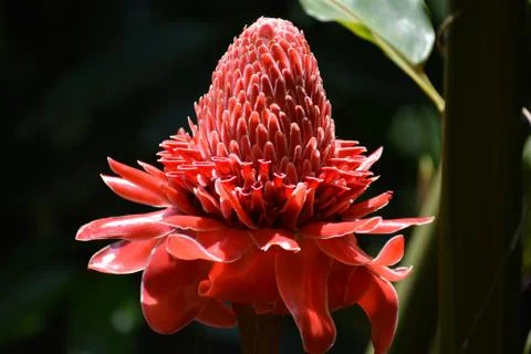 Red Ginger Lily Fotos de archivo